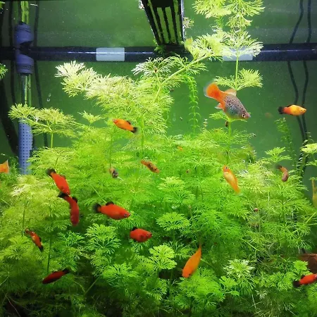 Aquarium Room Fish And Gastropods-3